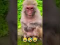 बिल्ली_ने_पादा🤣😂🤣 animals monkey cat cute reelitfeelit reels ytshorts realfools shorts vlog