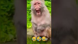 बिल्ली_ने_पादा🤣😂🤣#animals #monkey #cat #cute #reelitfeelit #reels #ytshorts #realfools #shorts#vlog