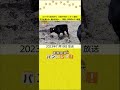 【ヒグマから地域を守る　北海道十勝のハンターに密着】子牛が食われ、連れ去られ…　深刻…牧場のヒグマ被害 shorts