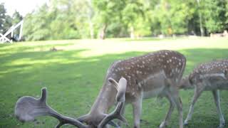 a herd of dappled deer at the zoo