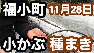 福小町③　小カブ　2019年11月28日種まき