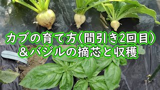 カブの育て方（間引き2回目）＆バジルの摘芯と収穫