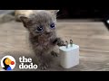 Micro Kitten Befriends An Eyeless Kitten 💕 | The Dodo