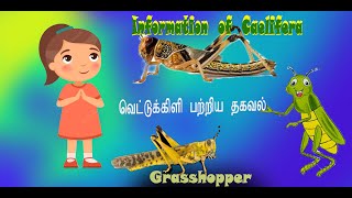 Information about the caelifera pest// வெட்டுக்கிளி பூச்சி பற்றிய தகவல்கள்