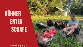 *39  -Hofrundgang - seltene Hühner und Enten Rassen im Sommer #hühner #enten #youtube