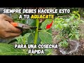 Siempre debes hacer esto a tu Planta de Aguacate para que de Frutos mas rápido