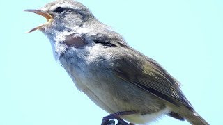 [かわいい野鳥を4K撮影]_ウグイス / Japanese Bush Warbler_[BIRD VIDEO in 4K]