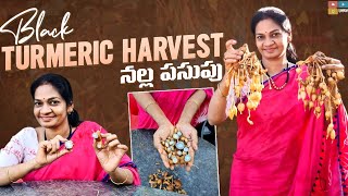 నల్ల పసుపు నీల్లంగ ఉంటుందా? | Black Turmeric Harvest | MAD GARDENER