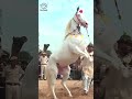 Horse Dancing Competition with Music at the Pushkar Cattle Fair, Rajasthan - #shorts.