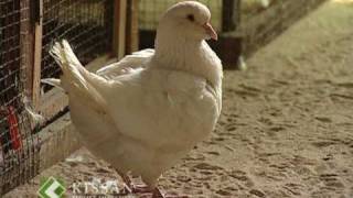 Rearing of pigeon varieties by an enterprising farmer at Kollam