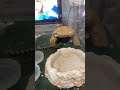 フィールドが広がってうんこ漏らしたイモリ。 shorts aquarium pets terrarium 両生類 マダライモリ salamander 爬虫類