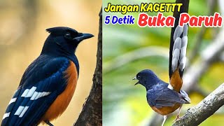 Rahasia Pancingan Murai Batu agar Emosi: Burung Jadi Lebih Berani!