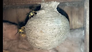 Wild German Yellowjacket Wasp Nest - Vespula Germanica - Update Video - First Female Workers Appear!