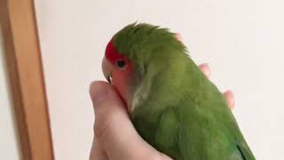 【ベタ慣れ コザクラインコ】 天使すぎるインコ