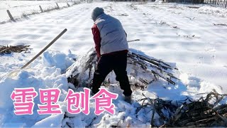 双双家的牛没了草料，江南在雪地里扒苞米秸秆，用人力抵抗天灾【于双双】