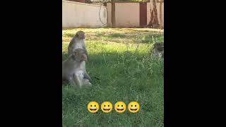 mirror vs monkey | monkey comedy mirror | mirror monkey prank | monkey comedy videos funny