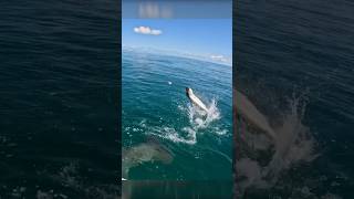 Hammerhead Wants My Tarpon! #fishing #shark 🎥IG: @whitewateroutfitters @brycepoyer