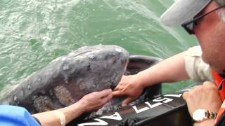 Feeding Lessons for Newborn Gray Whales