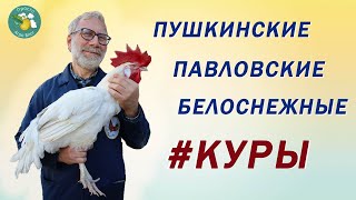 Пернатая коллекция пушкинских генетиков