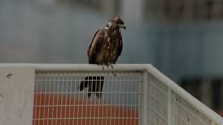 雨中的麻鷹(黑鳶)   Black Kite in the rain (Milvus migrans)