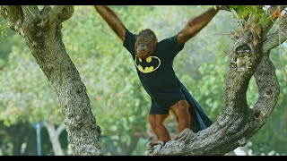 Animalia - Orangutan Freddie is Batman