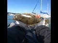 HALIBUT CATCH AND RELEASE #shorts #fishing