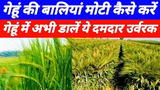 गेहूं की बालियां मोटी कैसे करें कौन सी खाद डालें | Gehu ki baliya lambi moti kaise kare