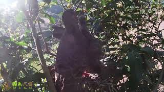 Turtle dove breeding: two little turtledoves cheer when they see their mother coming back山斑鸠育雏