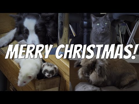 Merry Christmas (plus: pets on narrowboats!)