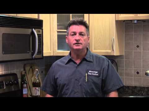 How to Kill House Ants Fast & Easy How to Kill House Ants Fast & Easy
