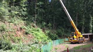 大きな木の美容師( big tree hairdresser)　Japan, Tokyo 大木伐採専門 huge tree , cherry tree , Lumberjack