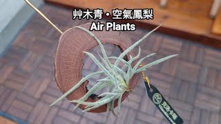 克洛卡塔 Tillandsia Crocata 艸木青•空氣鳳梨 How I keep my air plants indoors