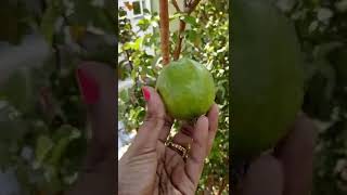 Homegrown Guava Tree!💚