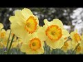 【ひたち海浜公園】スイセン （2024年撮影）［4k］｜【hitachi seaside park】narcissus 2024［4k］｜ibaraki japan