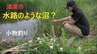 水路のような沼で小物釣り【鴻巣市】☆smallfishing in Saitama  Japan☆