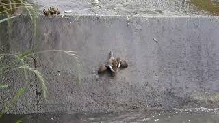 その時、母のがんばりが赤ちゃんたちに勇気を与えた【カモの引っ越し】