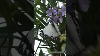 A caper white butterfly in Adelaide