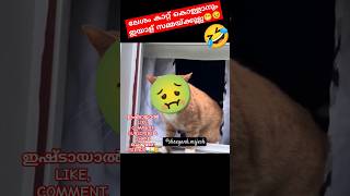 ഇച്ചിരി സമാധാനം താടോ 😔🤣 #funny #viral #cat #comedy #shortsfeed #yt #youtube #ytshorts #shorts #short