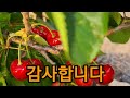 3년생 써미트 체리 익었습니다