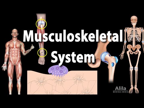 What organ system does muscular dystrophy affect?