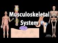 Tinjauan Sistem Muskuloskeletal, Animasi