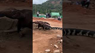 fierce battle between eagle and snake