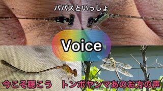 パパスといっしょ　Voice   今こそ聴こうトンボヤンマあのお方の声　ギンヤンマ♀は、ゆらゆら　ゆるれている。　ヒヌマイトトンボ他