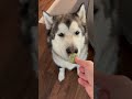 the best of titan 2023 shorts malamute dog dogshorts 2023 yearend2023 subscribe