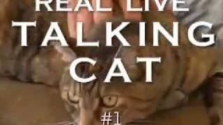 Real Live Talking Cat #1