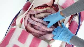 SynDaver G2 Anatomy Model Demo