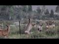 mule deer bucks