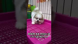 貝貝寵物專業犬舍-黑棕白三花 小型 松鼠博美 18號