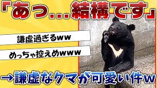 【２ｃｈ動物スレ】日本一謙虚なクマが発見されるｗｗｗｗ