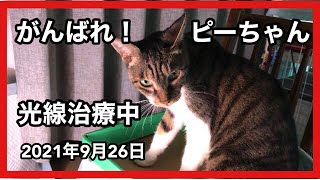 がんばれ！ピーちゃん光線治療中2021.9.26